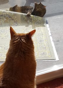 Cat Looking out the door at an outside feline