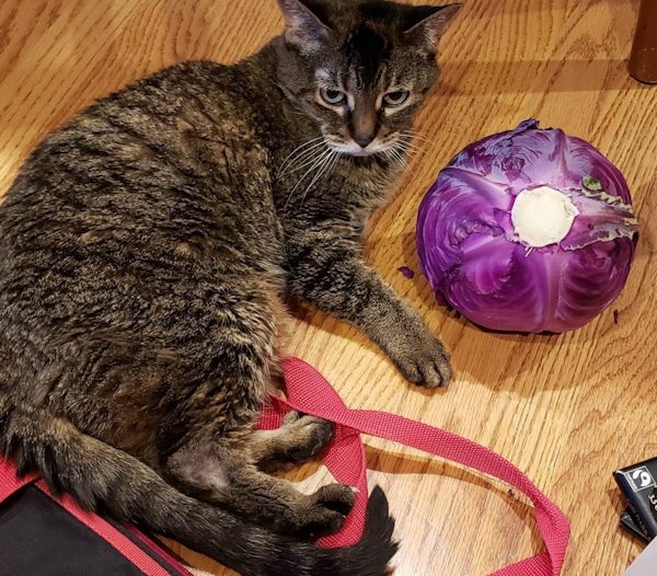 Adult cat with a cabbage and other vegetables