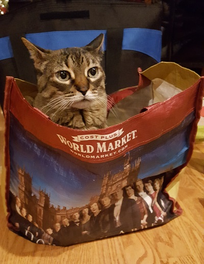 American Housecat sitting in a shopping bag